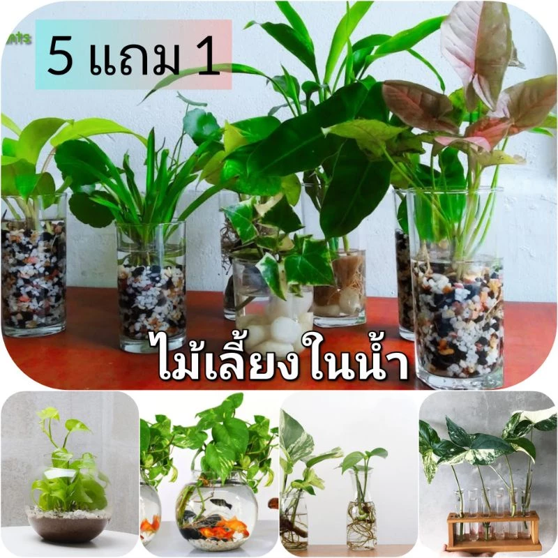 ไม้เลี้ยงน้ำ ซื้อ 5 (มีแถม) ส่ง 3 กิ่งขึ้นไป พลูสีชมพู พลูงาช้าง พลูด่าง ฟิโล ด่างขาว