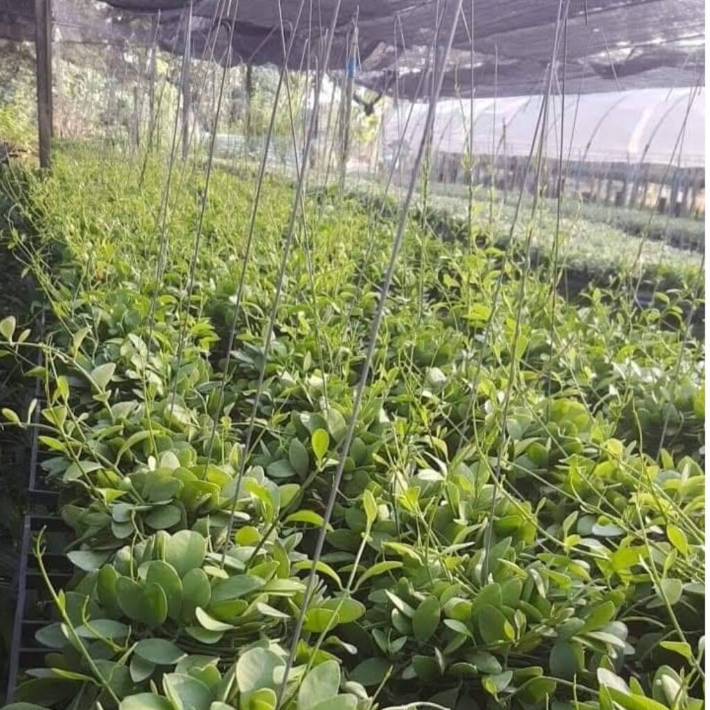 มุมมอง 3