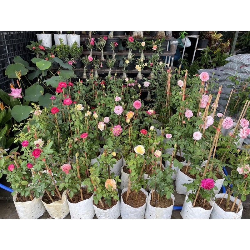 กุหลาบ ตัดดอก สีแดง สีขาว สีเหลือง สีส้ม สีม่วง กุหลาบสุ่มสายพันธุ์ ถุง8นิ้ว