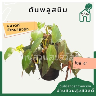 พลูสนิม ในกระถาง 4 นิ้ว