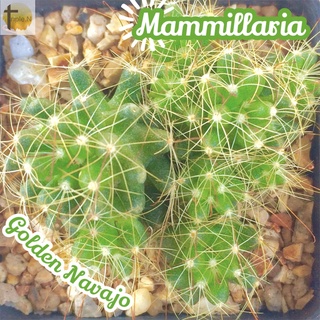 [แมมฟองสบู่] Mammillaria Golden Navajo ส่งพร้อมกระถาง หนามโหด หนามดุ แคคตัส Cactus พืชอวบน้ำ Succulent อากาเว่ Agave