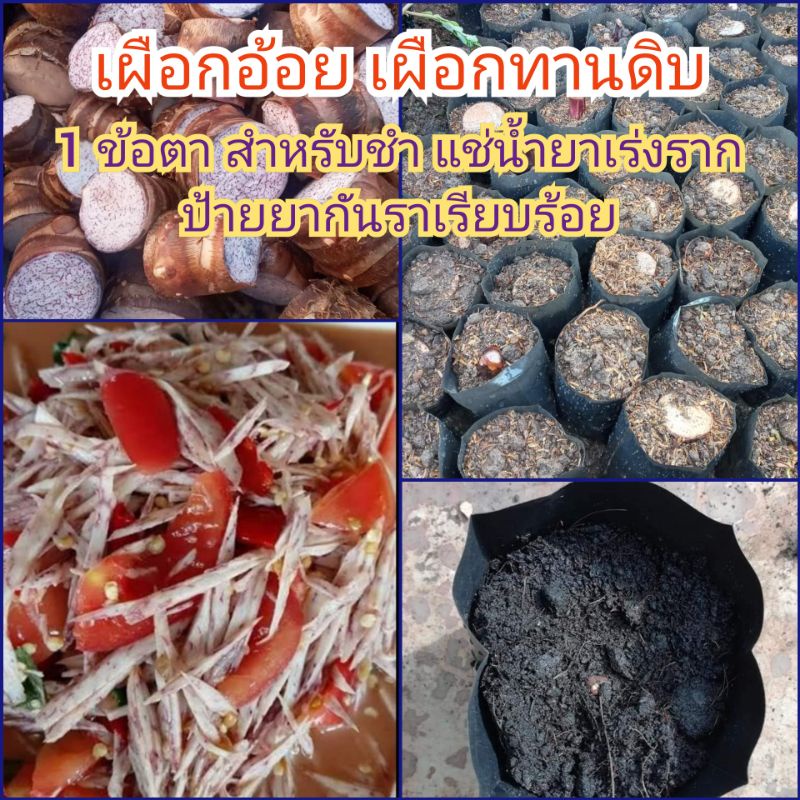 "เผือกอ้อย"..1.ข้อตาสำหรับชำ..[แช่น้ำยาเร่งราก-ป้ายยากันรา]