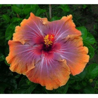 เมล็ดพันธุ์ชบาไต้หวันออเรนจ์ สคาร์เล็ต(Orange Scarlet Taiwan Hibiscus Seed)บรรจุ 10 เมล็ด ของแท้ คุณภาพดี นำเข้าจาก