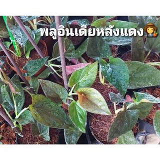 พลูอินโด พลูอินโดหลังแดงขึ้นเสา (Syngonium Red Arrow) ไม้ฟอกอากาศ ในกระถาง 4นิ้วไต่เสา มีเสาให้ทุกต้นนะคะ