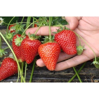 เมล็ดพันธุ์ Strawberry สายพันธุ์ Selva 50 เมล็ด เมล็ดพันธุ์นำเข้าจาก ยุโรป อัตราการงอก 90 % ส่งพร้อมคู่มือการปลูก