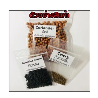เมล็ดพันธุ์โหระพา ผักพื้นบ้าน ผักสวนครัว 10 บาท
