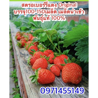 สตรอเบอร์รี่แดง Original บรรจุ100-150เมล็ด เมล็ดนำเข้า พันธุ์แท้ 100% สายพันธุ์ OPบรรจุ70-100เมล็ด