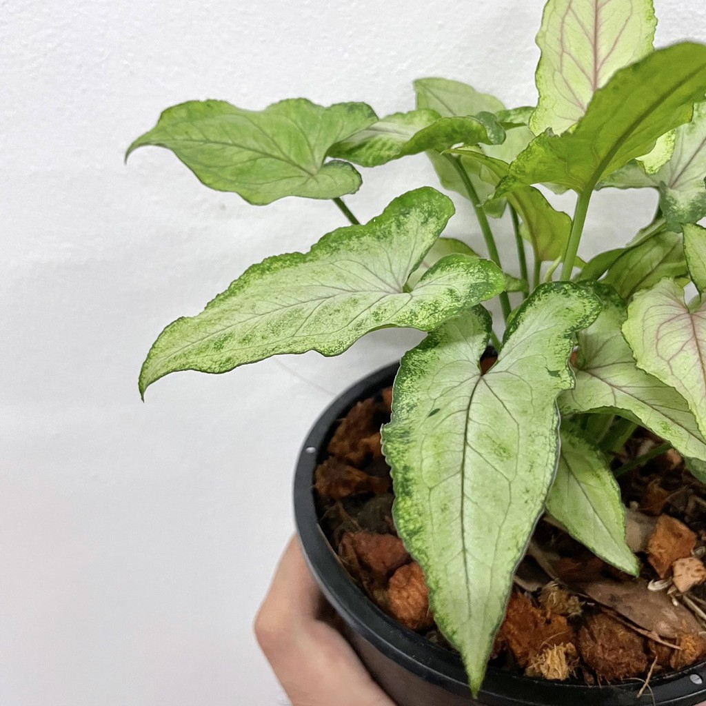 มุมมอง 2