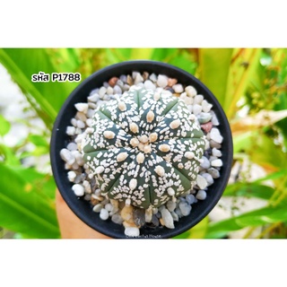 แคคตัส แอสโตรไฟตัม แอสทิเรียส ซุปเปอร์คาบูโตะ (Astrophytum asterias super kabuto)