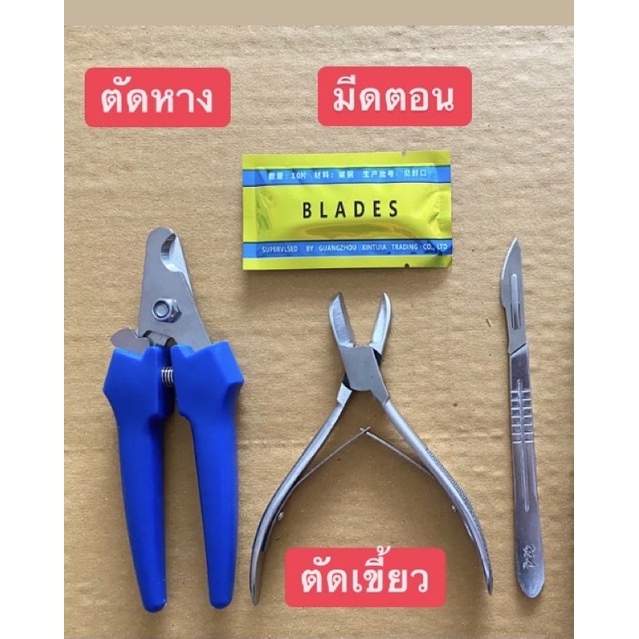 ส่งด่วนจากไทย‼️ ชุดกรรไกรตัดเขี้ยวหมู คีมตัดหาง มีดตอน ครบชุดพร้อมใช้งาน ราคา ถูกที่สุด ดีลบีเคเค รูปภาพหลัก