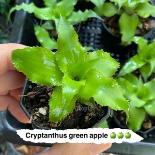 สับปะรดสี กรีนแอปเปิล -  Cryptanthus green apple