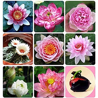 8 เมล็ด เมล็ดบัว คละสี ตัดหัวแล้ว งอกแน่ ของแท้ 100% เมล็ดพันธุ์ ดอกบัว ปลูกบัว เม็ดบัว Lotus seeds.