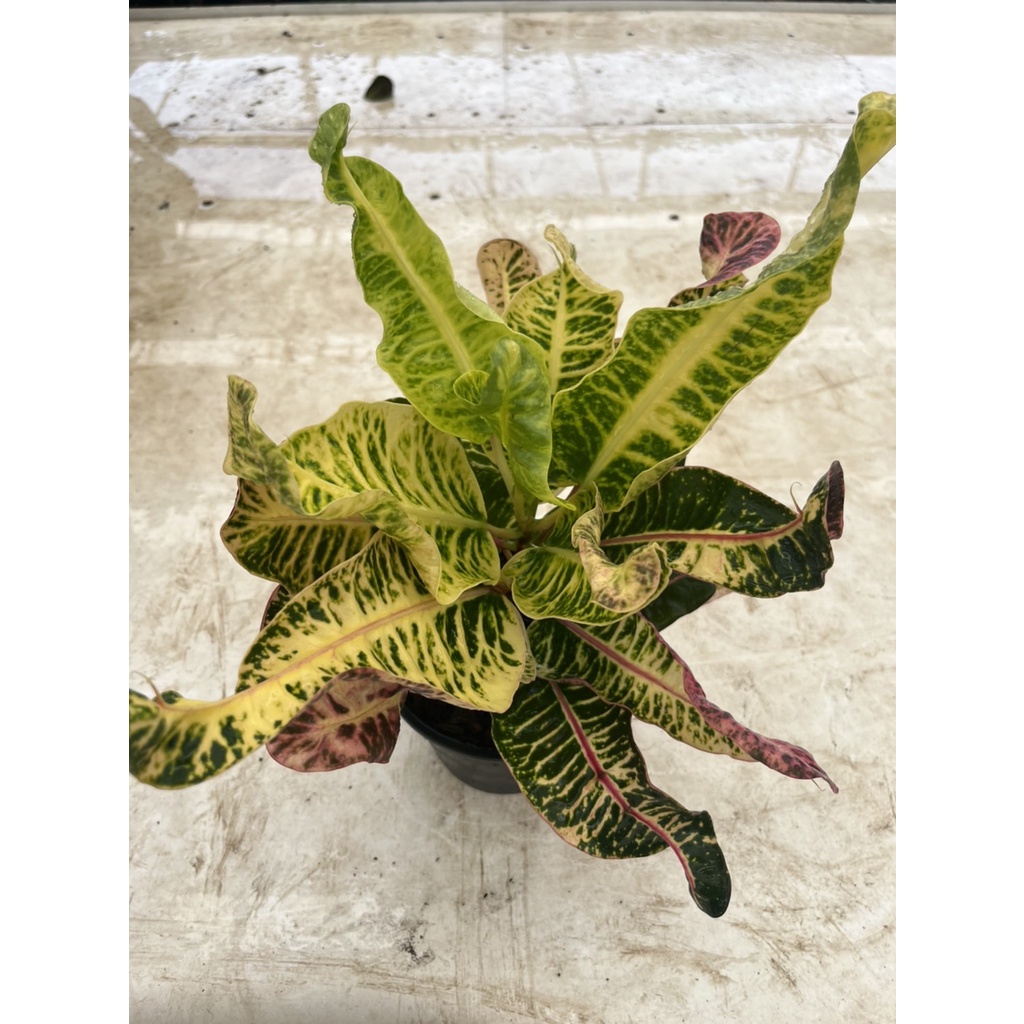 มุมมอง 2