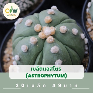 เมล็ดแอสโตร เมล็ดแคคตัส เมล็ดกระบองเพชร อัตราการงอกสูง คุณภาพดี astrophytum cactus