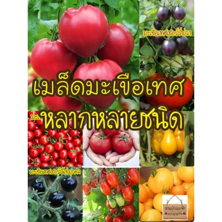 เมล็ดพันธุ์มะเขือเทศ 10บาท  หลากหลายชนิดเมล็ดแท้นำเข้า