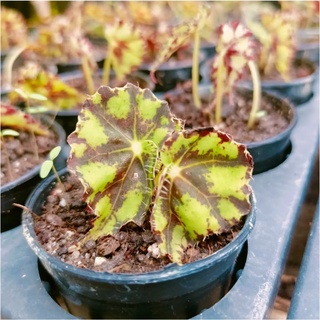 บีโกเนียลายเสือ Begonia Tiger Paw