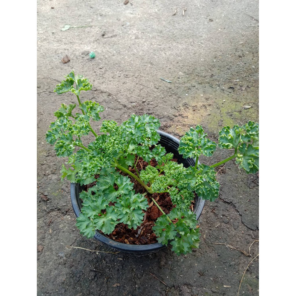 ต้นพาร์สลี่ย์ พาร์สลี่ย์  Parsley (ใบหยิก)กระถ่าง 6 นิ้ว