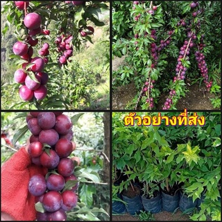 (1ต้น)(vาย ต้นพันธุ์) ต้น เชอรี่พลัม cherry plum prunus cerasifera เชอรี่ ต้นเชอรี่ เชอรี่ดอย ณฐมน