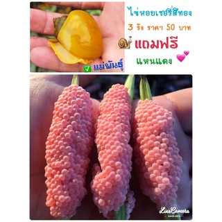 ไข่🐌💦หอยเชอรีสีทอง 💯% คัดรังใหญ่ๆจากแม่พันธุ์ที่สมบูรณ์💕