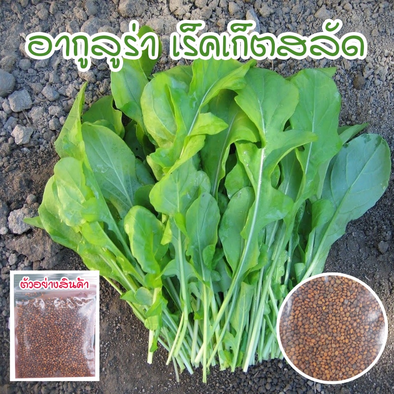 เมล็ดพันธุ์ อากูรูล่าร็อคเก็ต อกูล่าร็อคเก็ต เมล็ดพันธุ์สลัด 90-300 เมล็ด [ซื้อ 10 แถม 1 คละได้]