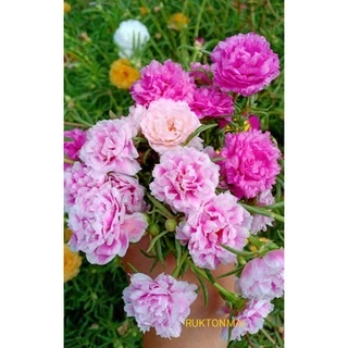 แพรเซี่ยงไฮ้ ขายเป็นกิ่ง กิ่งละ 1 บาท มีหลากหลายสีให้เลือก (ซื้อขั้นต่ำ 20 กิ่ง)