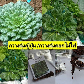 เมล็ดพันธุ์กวางตุ้งญี่ปุ่น ((Tatsoi)) หรือ เมล็ดพันธุ์กวางตุ้งดอกไม้ไฟ