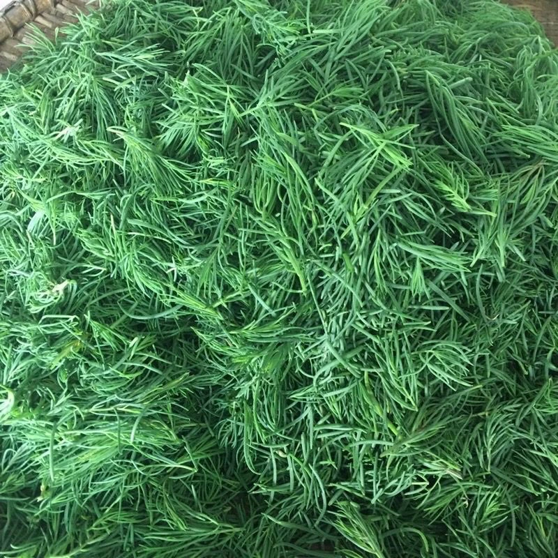 🌿ใบชะครามสด🌿 รูดแล้ว นน.1️⃣ กิโล สดๆจากธรรมชาติ ปลอดสารพิษ พร้อมส่ง‼️