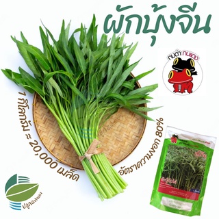 ผักบุ้งจีนใบไผ่ 1 กิโลกรัม ผักบุ้งหมูกะทะ ผักบุ้งใบไผ่ (Chinese Convolvulus)