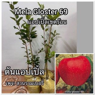 ต้นแอปเปิ้ล ต้นแอ๊บเปิ้ล Gloster69
