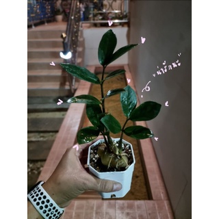 กวักมรกต - Zamioculcas zamifolia โชว์หัว (ทักขอดูต้นก่อนได้นะคะ)