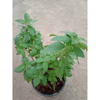 ขายต้นพันธ์ุ มิ้นท์ญี่ปุ่น Japanese Mint กระถง 6 นิ้วกลิ่ีนเมนทอล