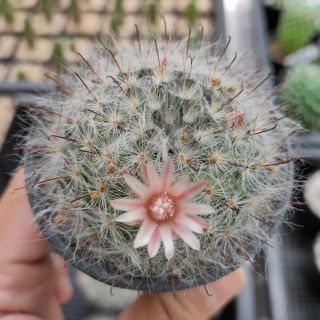 กระบองเพชร แคคตัส (Cactus) แมมขนแมว (Mammillaria Bocasana)ดส่งทั้งกระถาง