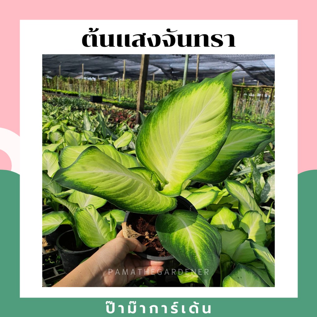 ต้นแสงจันทรา เศรษฐีแสงจันทร์ มาในกระถางพร้อมตั้ง
