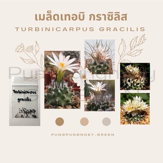 เมล็ดกระบองเพชร เมล็ดแคคตัส เมล็ด Turbinicarpus gracilis 10 เมล็ด