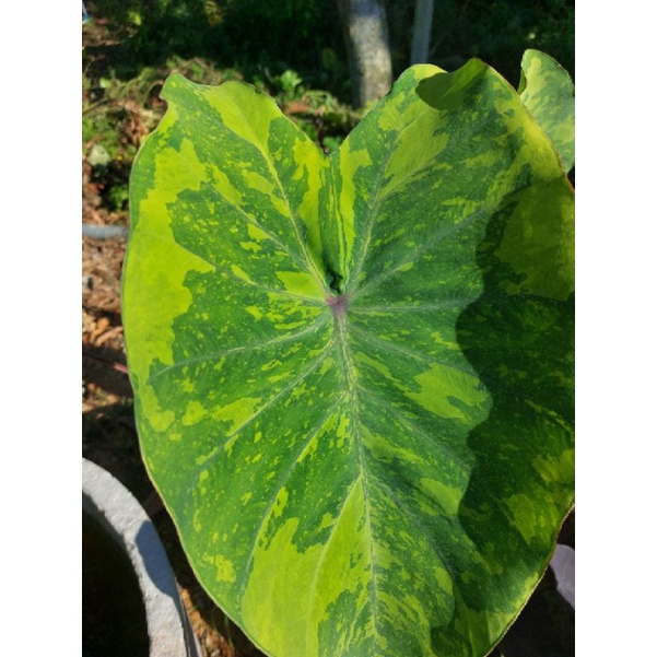 Colocasia lemon lime gecko โคโลคาเซียเลมอนไลม์ บอนเลม่อน บอน บอนน้ำ บอนสี บอนเลม่อน เลม่อนไลม์ บอนเล