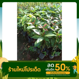 ต้นชมพู่มะเหมี่ยวแดง(ต้นพันธุ์ เพาะเมล็ด)สูงประมาณ50-60ซม.