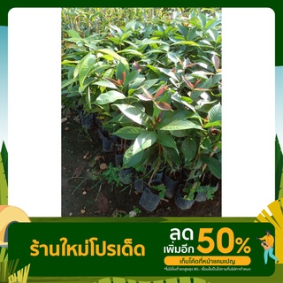 ต้นชมพู่มะเหมี่ยวแดง(ต้นพันธุ์ เพาะเมล็ด)สูงประมาณ50-60ซม.