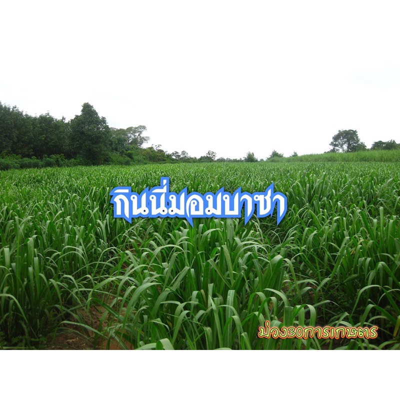 ✅ กินนี กินนี่มอมบาซ่า เมล็ดกินนี่มอมบาซา 1 กิโลกรัม (พร้อมปลูก) - รูปที่ 3