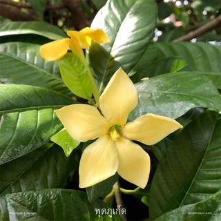 ต้นพุดภูเก็ต🌼ดอกหอม🌼