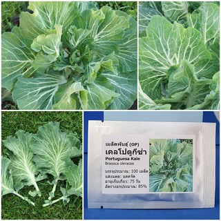 เมล็ดพันธุ์ เคลโปตูกีซ่า (Portuguesa Kale Seed) บรรจุ 100 เมล็ด คุณภาพดี ราคาถูก ของแท้ 100%