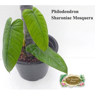 Philodendron sharoniae Mosquera