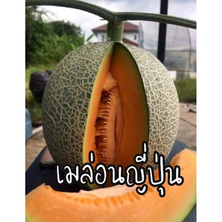 เมล็ดพันธุ์เมล่อนญี่ปุ่นซองละ69บาท