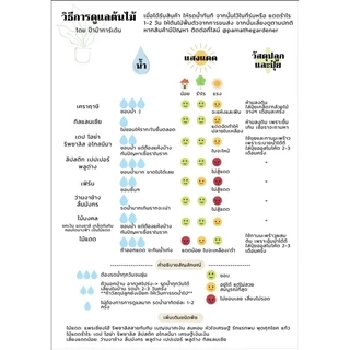 (5 ฟรี 1) ต้นไม้มงคล ไม้ฟอกอากาศ ต้นใหญ่ รากแน่น ต้นไม้เสริมดวง (ภาค 1)