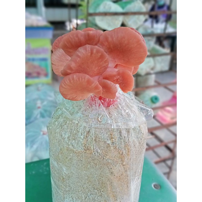 ก้อนเชื้อเห็ดนางนวลสีชมพู 3ก้อน (เชื้อยังเดินไม่เต็มต้องนำไปบ่มต่อ) ออกดอกได้4-5เดือน