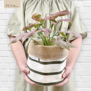 Pena Home : PLANT POT COVER กระถางต้นไม้ เขียวลายริ้ว รุ่น 7PAS0012-7PAXL0012