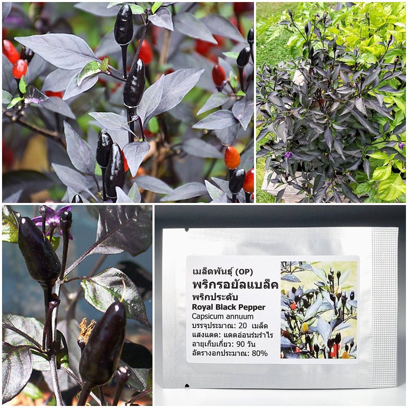 เมล็ดพันธุ์ พริก รอยัลแบล็ค Royal Black Pepper Seed 20 เมล็ด คุณภาพดี ราคาถูก ของแท้ 100%