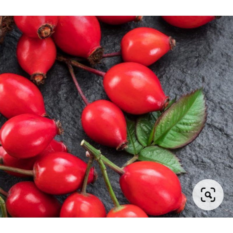 ถูกที่สุดเมล็ดสำหรับเพาะ Rosehip //โรสฮิป 6เมล็ด รูปที่ 2