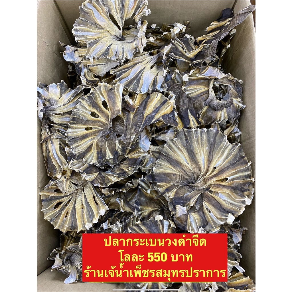 ปลากระเบนวงดำจืดไม่เค็มขนาด500กรัม