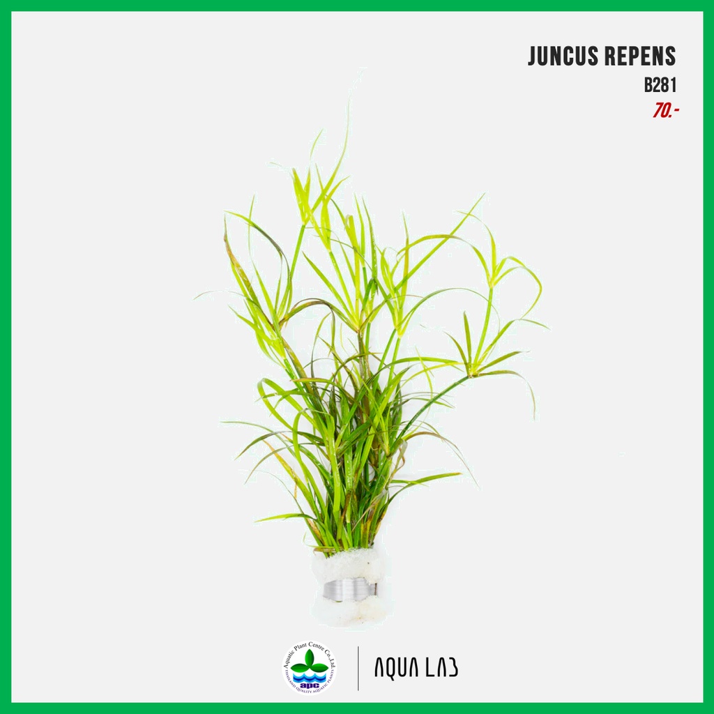 [APC] Juncus repens (จังคัสรีเพน) [ไม้น้ำ - Aquatic Plants] B281
