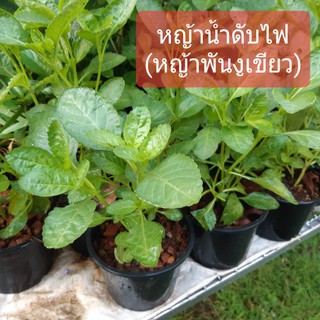 ต้นน้ำดับไฟ/หญ้าพันงูเขียว,หญ้าพันงูขาว  สมุนไพรพื้นบ้าน 3กระถาง100฿